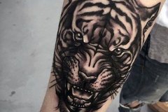 tiger-tattoo-146