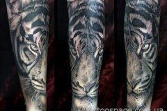 tiger-tattoo-147